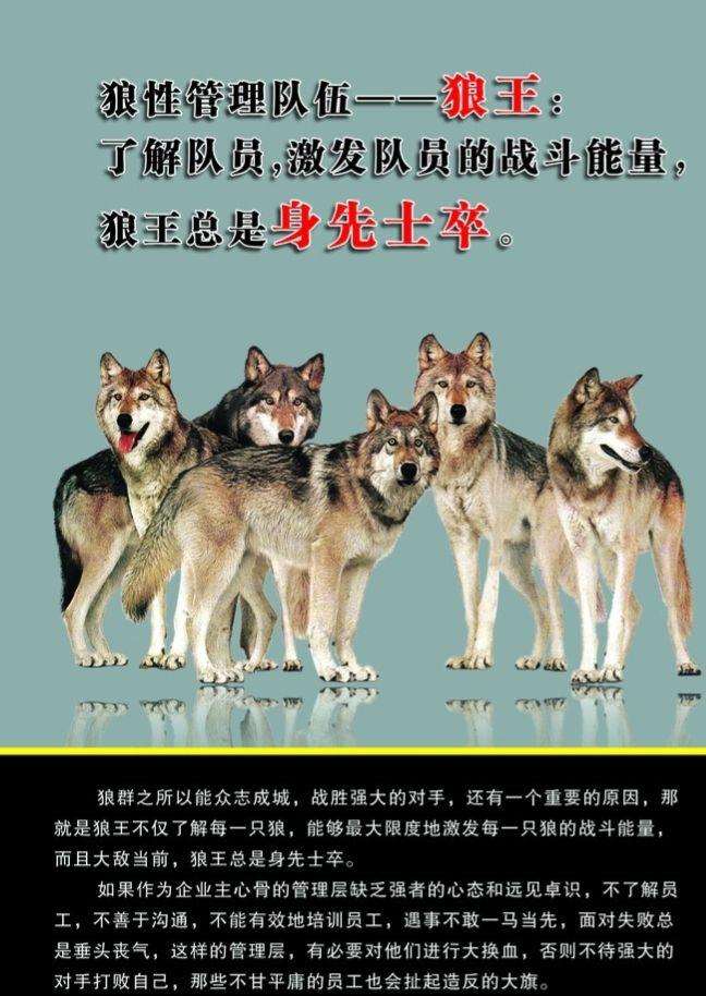 如何建设狼性团队（打造狼性团队的重要性） 初中层管理知识 第2张