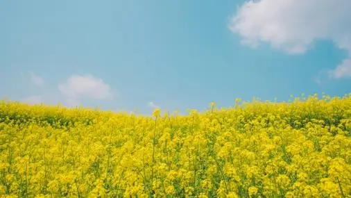 会计师考试学习资料有哪些？推荐适合的辅导书吗？ 经济师考试知识 第1张